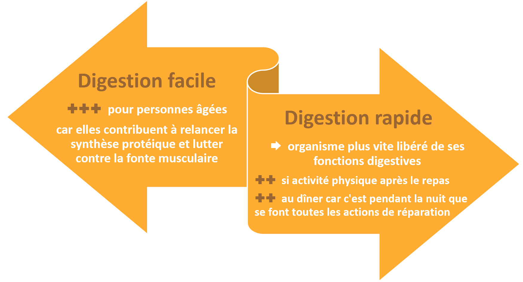 digestion prot leg 3.png