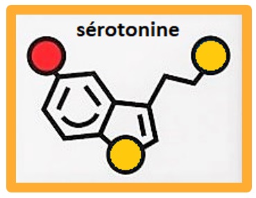 molécule sérotonine encadrée