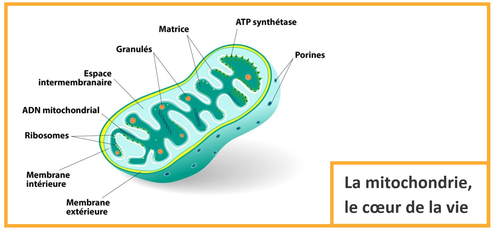 La mitochondrie  productrice de l'énergie des cellules